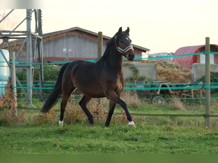 Renano Mestizo Caballo castrado 7 años 151 cm Castaño in Leinfelden-Echterdingen