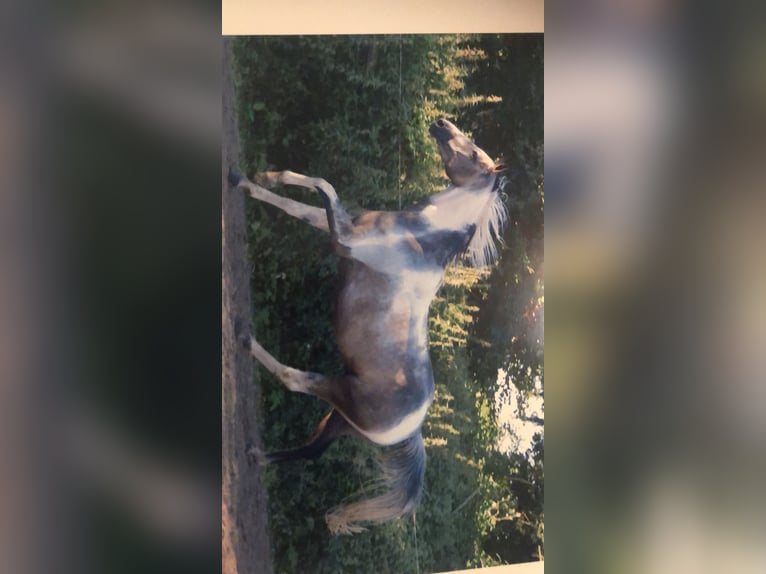 Renano Caballo castrado 7 años 159 cm Pío in Essen