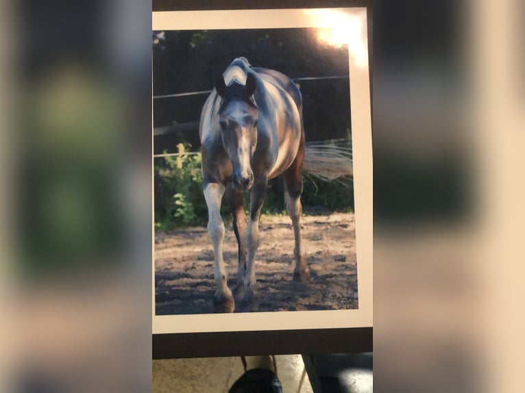 Renano Caballo castrado 7 años 159 cm Pío in Essen