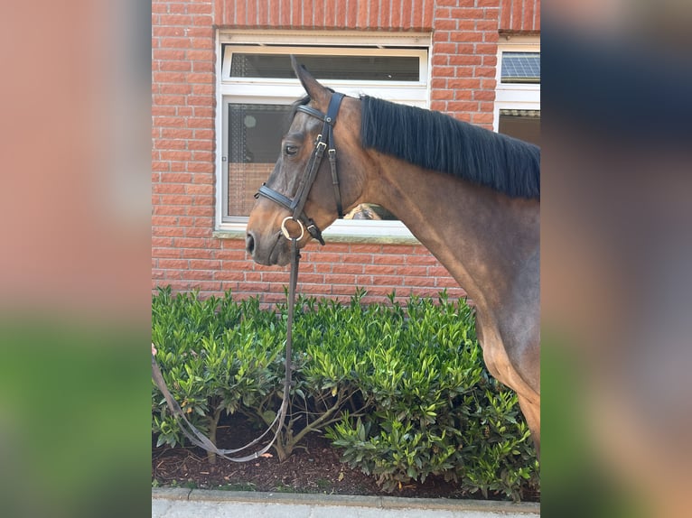 Renano Caballo castrado 7 años 164 cm Castaño oscuro in Havixbeck