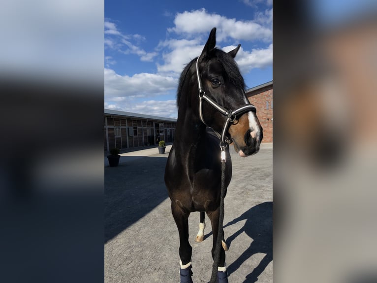 Renano Caballo castrado 7 años 167 cm Morcillo in Bremen