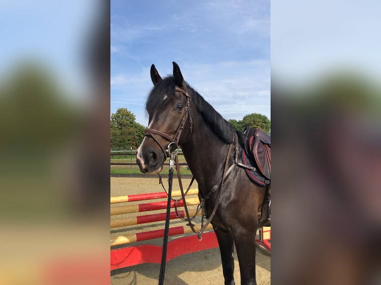 Renano Caballo castrado 7 años 167 cm Morcillo in Bremen