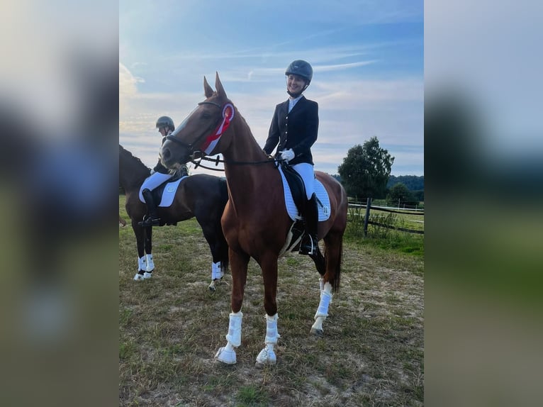 Renano Caballo castrado 7 años 169 cm Alazán in Mettmann