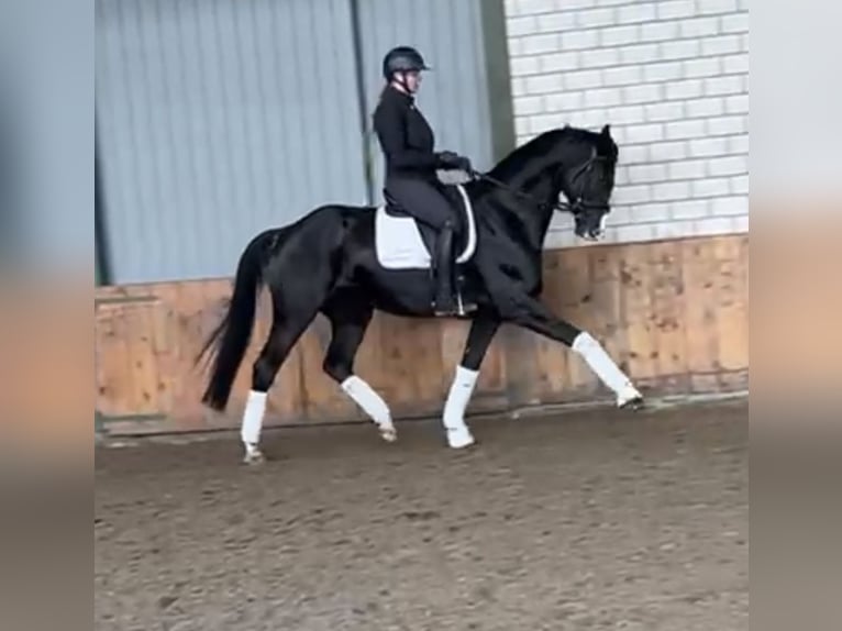 Renano Caballo castrado 7 años 169 cm Morcillo in WürselenWürselen