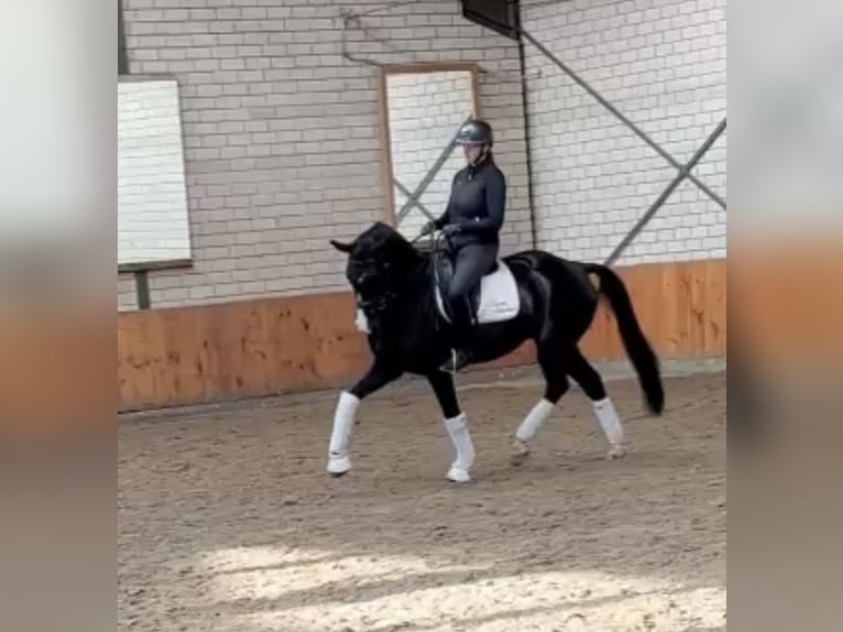 Renano Caballo castrado 7 años 169 cm Morcillo in WürselenWürselen