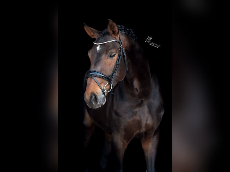 Renano Caballo castrado 7 años 172 cm Castaño oscuro in Goch