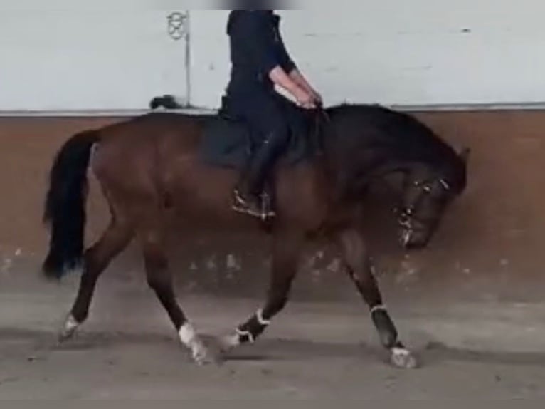 Renano Caballo castrado 7 años 175 cm Castaño in Hamburg