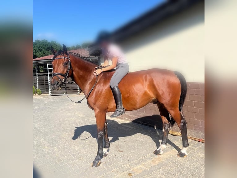 Renano Caballo castrado 8 años 161 cm Castaño in Nettetal