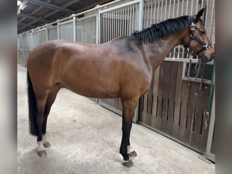 Renano Caballo castrado 8 años 165 cm Castaño in Neuruppin