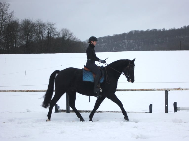 Renano Caballo castrado 8 años 166 cm Castaño oscuro in Westerburg