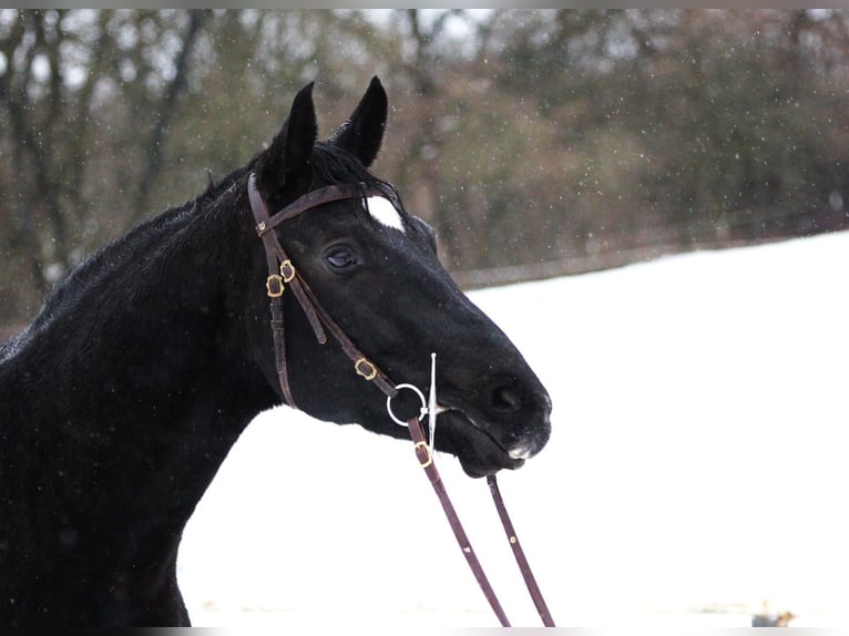 Renano Caballo castrado 8 años 166 cm Castaño oscuro in Westerburg
