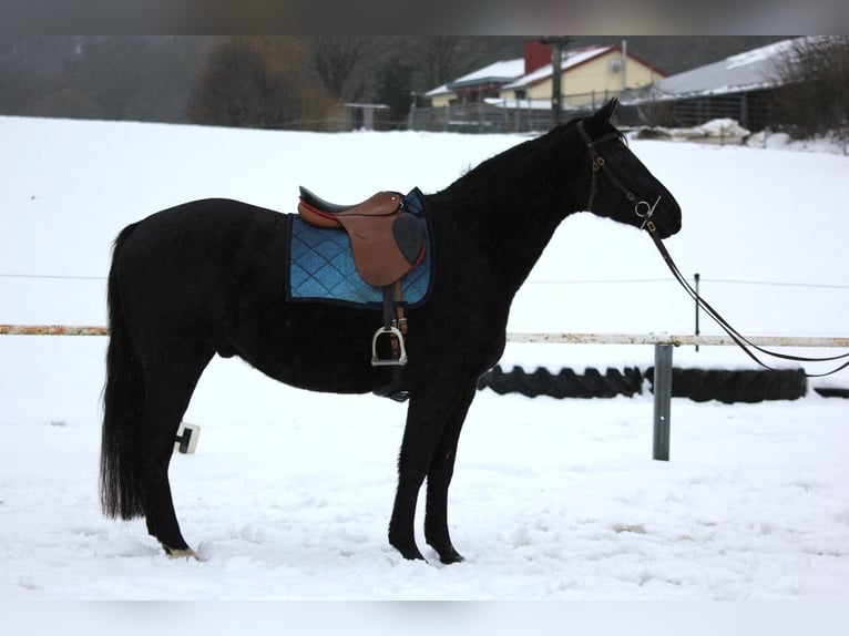 Renano Caballo castrado 8 años 166 cm Castaño oscuro in Westerburg