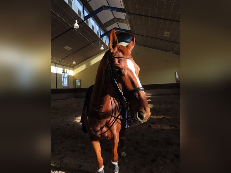 Renano Caballo castrado 8 años 170 cm Alazán in Alpen