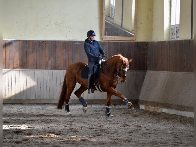 Renano Caballo castrado 8 años 170 cm Alazán in Alpen