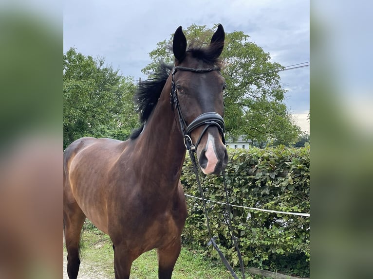 Renano Caballo castrado 8 años 170 cm Castaño in Lohmar