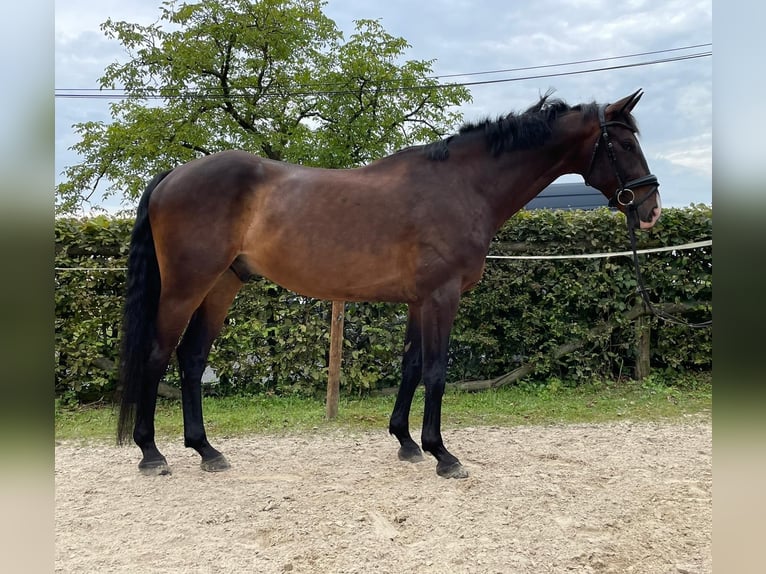 Renano Caballo castrado 8 años 170 cm Castaño in Lohmar