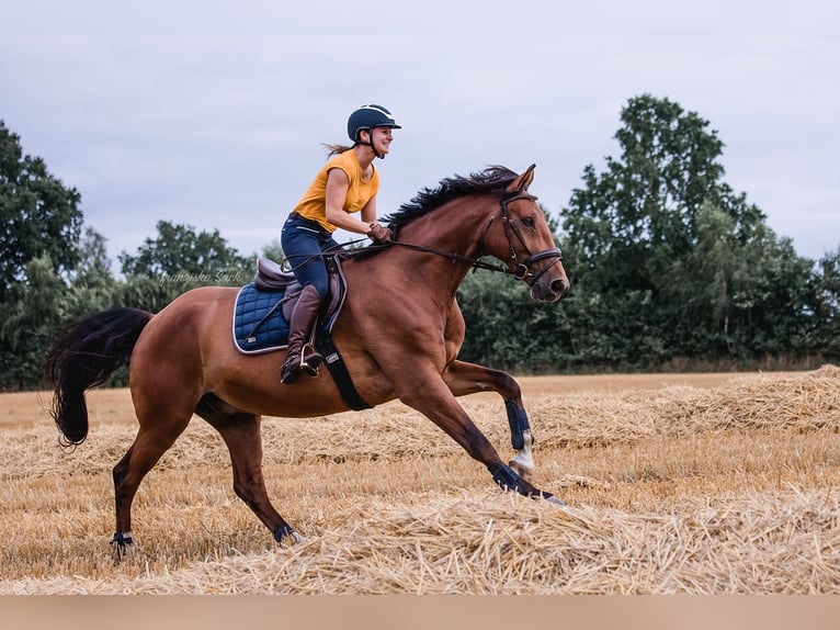 Renano Caballo castrado 8 años 170 cm Castaño in Woltersdorf