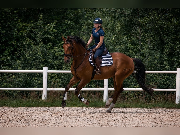 Renano Caballo castrado 8 años 170 cm Castaño in Woltersdorf