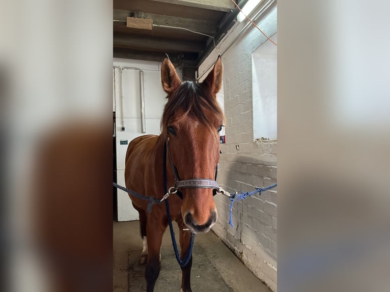 Renano Caballo castrado 8 años 170 cm Castaño in Woltersdorf