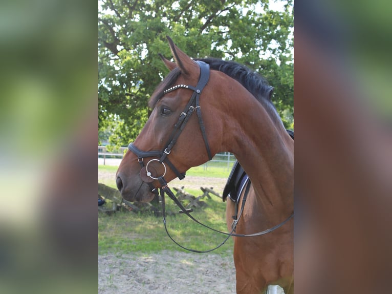 Renano Caballo castrado 8 años 173 cm Castaño oscuro in Berne