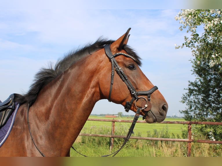 Renano Caballo castrado 8 años 173 cm Castaño oscuro in Berne