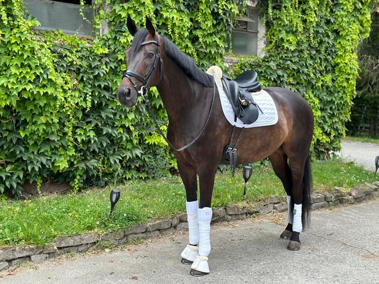Renano Caballo castrado 9 años 168 cm Morcillo in Pfullingen