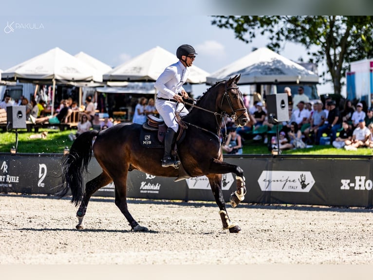Renano Caballo castrado 9 años 172 cm Castaño oscuro in Obórznia