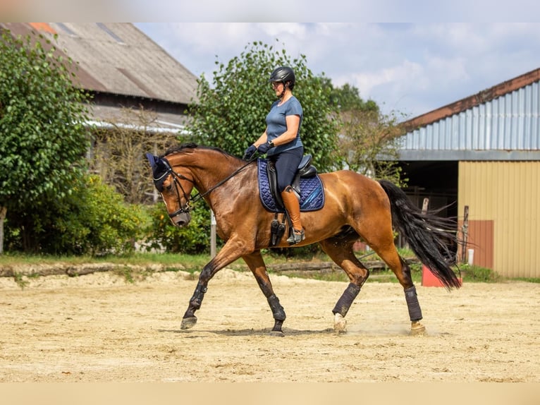 Renano Caballo castrado 9 años 175 cm Castaño in K&#xF6;ln
