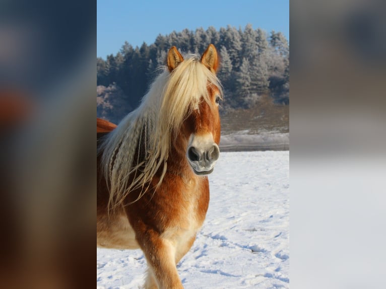 Renano Castrone 13 Anni 164 cm Sauro in Trossingen