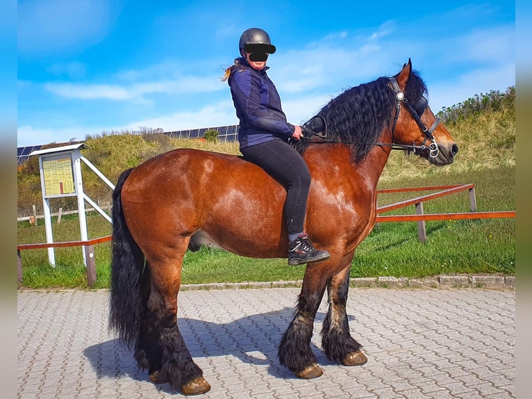 Renano Castrone 14 Anni Baio in Juist