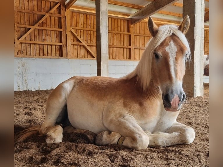 Renano Castrone 5 Anni 164 cm Palomino in Heroldsbach