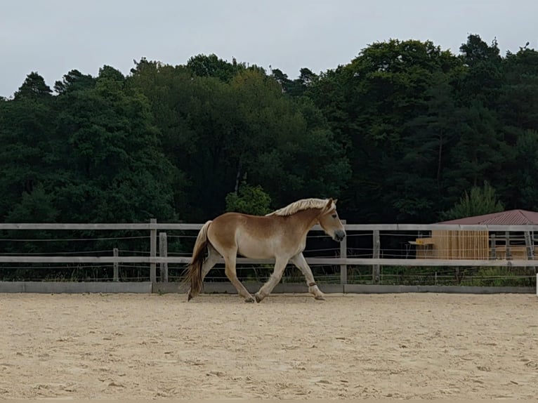 Renano Castrone 5 Anni 164 cm Palomino in Heroldsbach