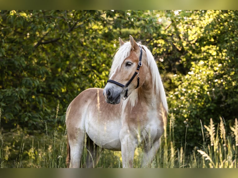 Renano Castrone 5 Anni 164 cm Palomino in Heroldsbach