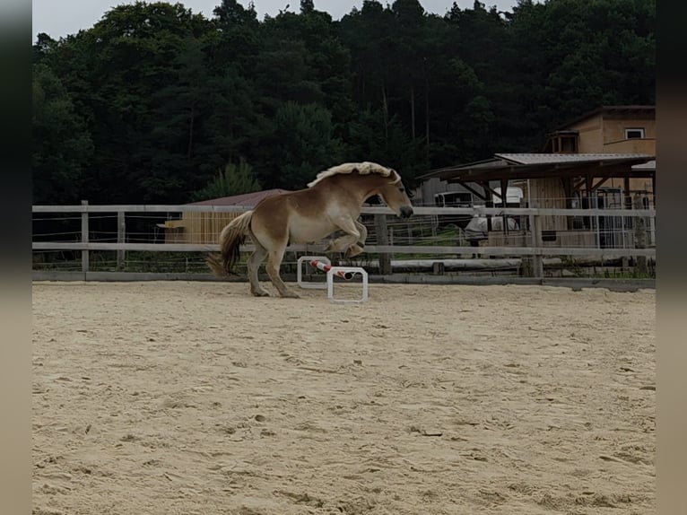 Renano Castrone 5 Anni 164 cm Palomino in Heroldsbach