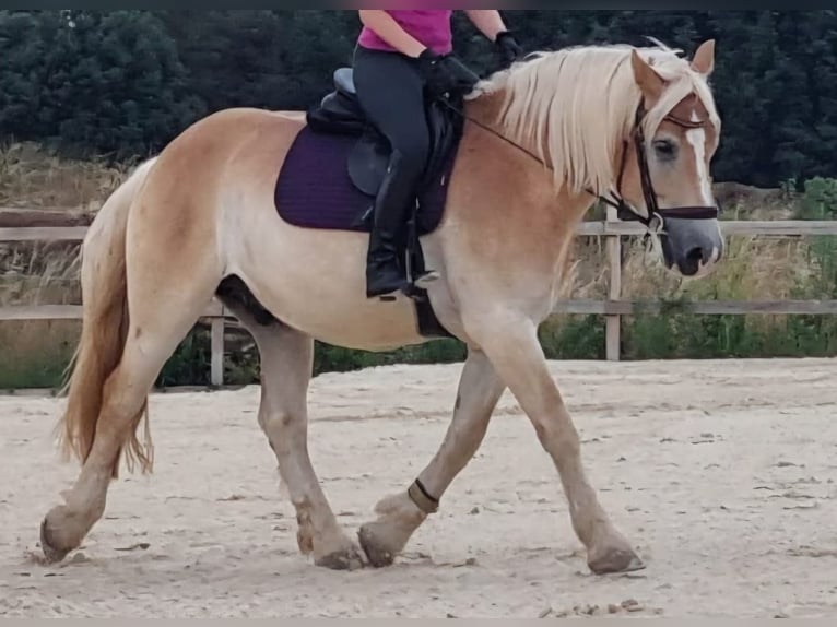 Renano Castrone 5 Anni 164 cm Palomino in Heroldsbach