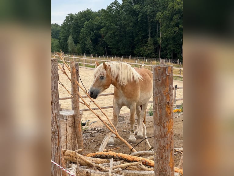 Renano Castrone 5 Anni 164 cm Palomino in Heroldsbach