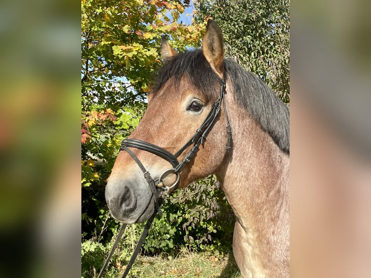 Renano Castrone 5 Anni 165 cm Falbo baio in Gotha