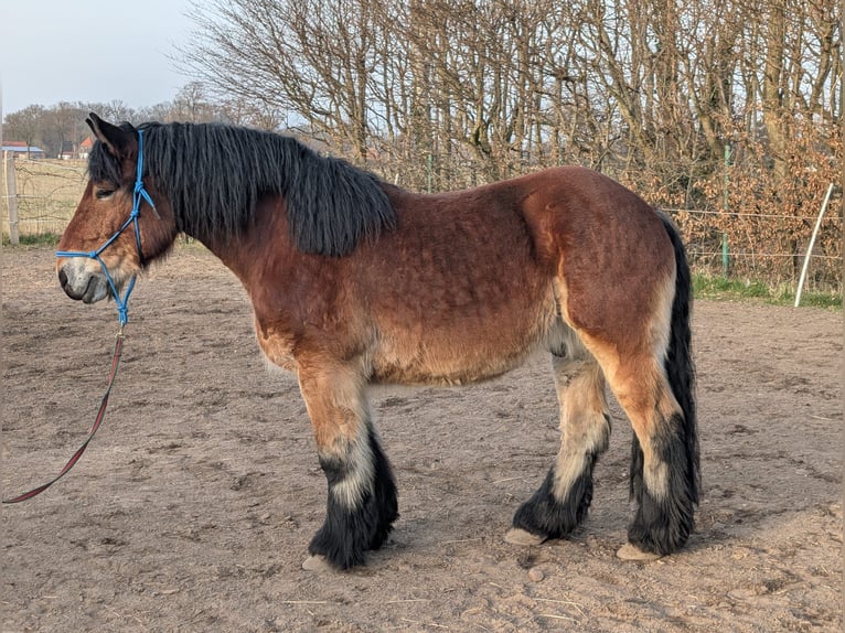 Renano Castrone 7 Anni 160 cm Baio in Uetze