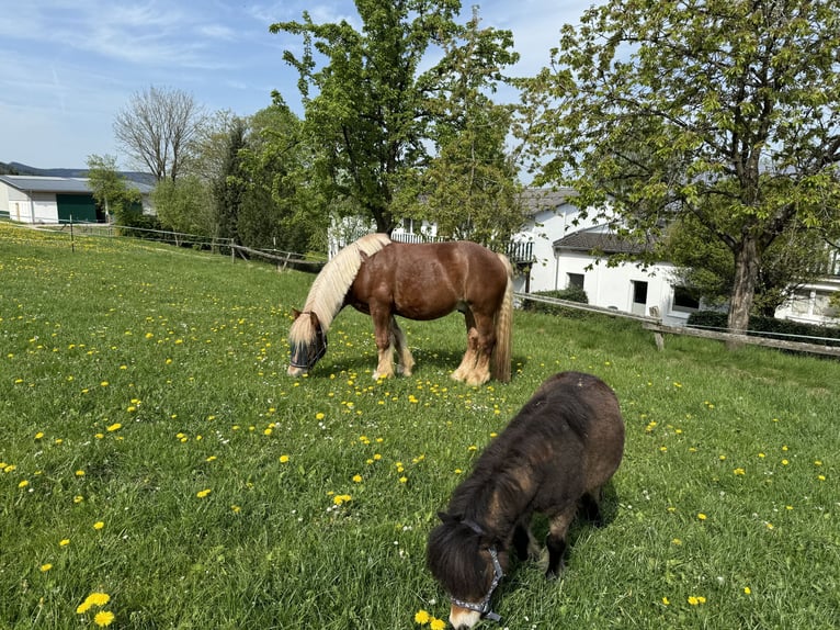 Renano Castrone 7 Anni 160 cm Sauro in Schmallenberg