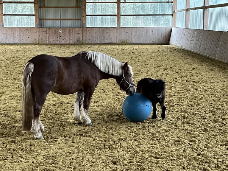 Renano Castrone 7 Anni 160 cm Sauro in Schmallenberg