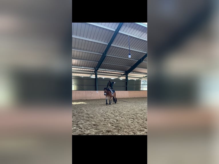 Renano Castrone 7 Anni 168 cm  in Langenhagen