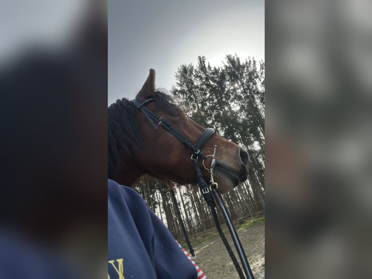 Renano Mix Castrone 7 Anni 170 cm Baio in Rhauderfehn