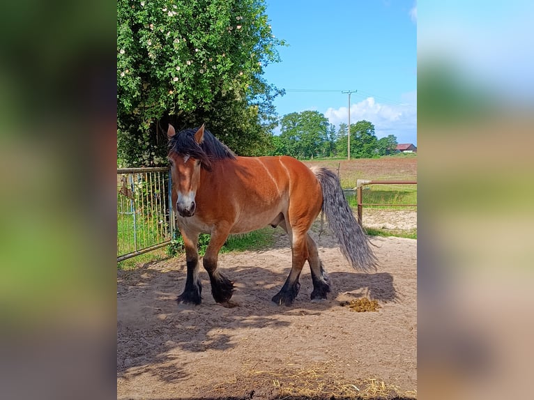 Renano Castrone 8 Anni 165 cm Sauro in Hoogstede