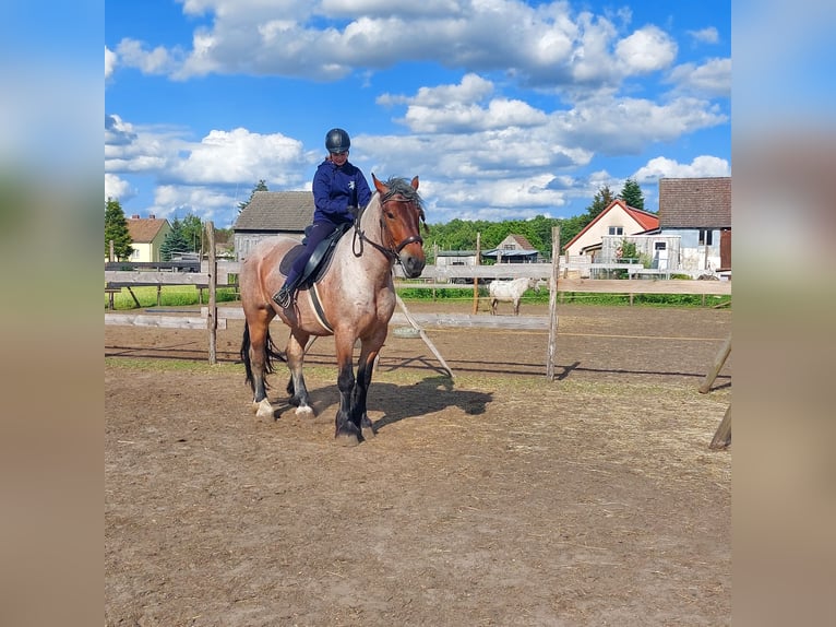 Renano Castrone 8 Anni 167 cm Grigio rossastro in Drahnsdorf