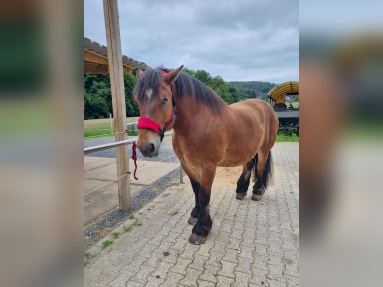 Renano Castrone 9 Anni 165 cm Baio in Kürten