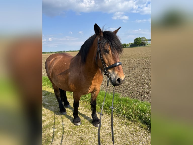 Renano Mix Giumenta 10 Anni 161 cm Baio in &#xDC;bach-Palenberg
