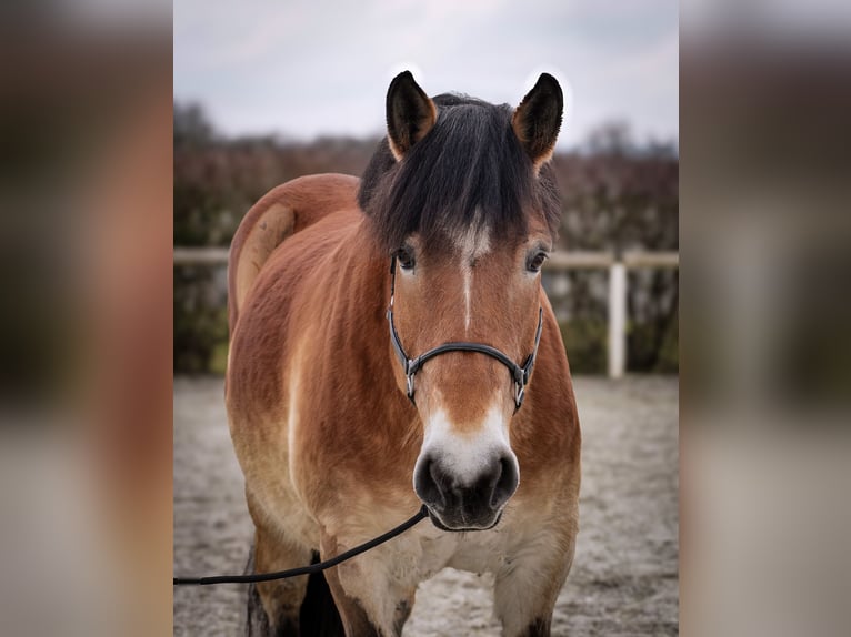 Renano Giumenta 13 Anni 160 cm Baio in Neustadt (Wied)