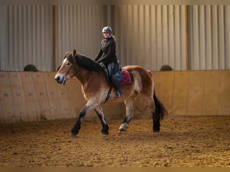 Renano Giumenta 13 Anni 160 cm Baio in Neustadt (Wied)