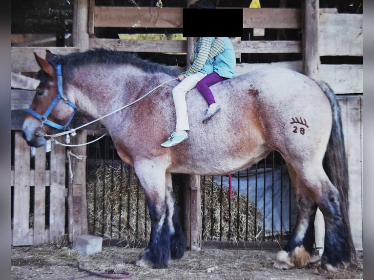 Renano Giumenta 13 Anni Falbo baio in Lauterach