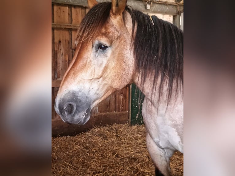 Renano Giumenta 16 Anni 160 cm Falbo baio in Nordkirchen